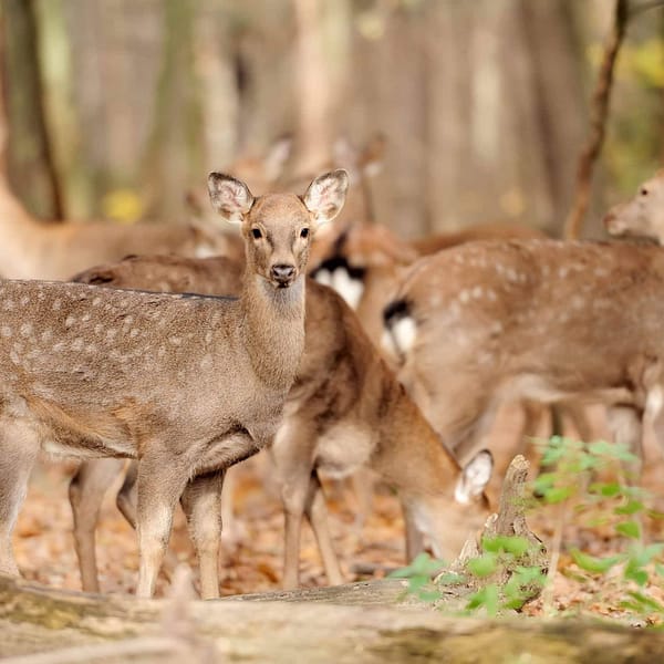 Deer Fence Woven Wire Mesh