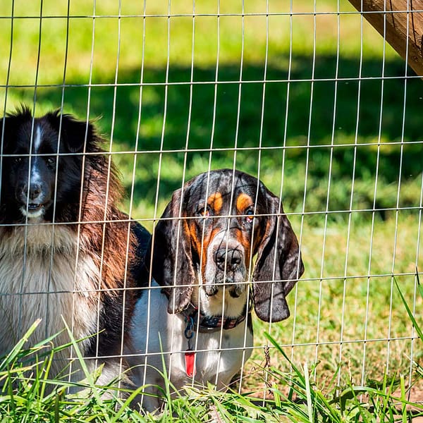 Galvanized Welded Wire Mesh for Poultry Cage