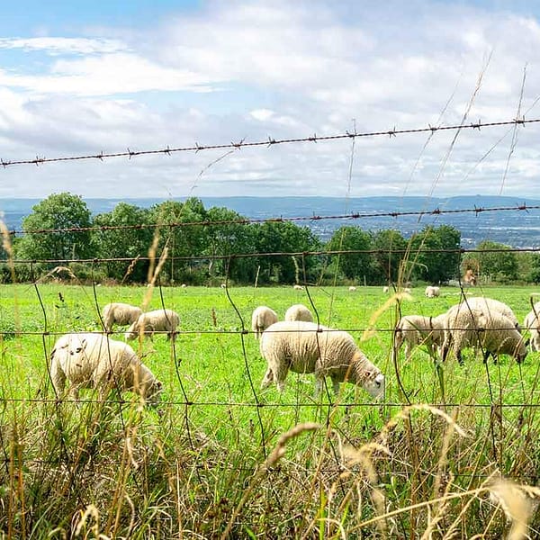 Sheep and Goat Woven Wire Fence